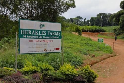 Cameroun : Greenpeace accuse Herakles Farms d’exploitation forestière illégale à travers une société écran