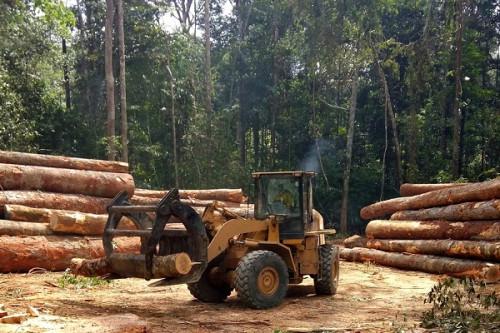 Bois : la production devrait baisser au Cameroun au 3e trimestre 2022, en raison d’une météo défavorable