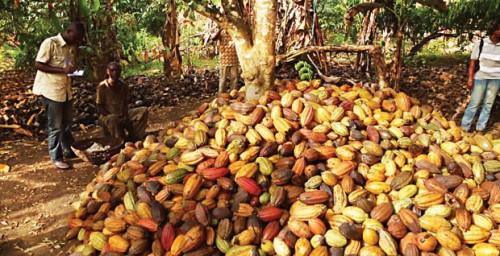 Au cours de la campagne 2017-2018, les prix bord champs du cacao sont passés de 550 FCFA en début de campagne, à 1210 FCFA durant l’inter-campagne