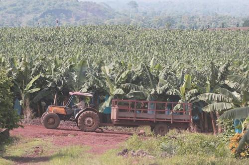 La FAO cherche des ressources pour transformer le monde rural et développer l’agro-industrie en Afrique centrale