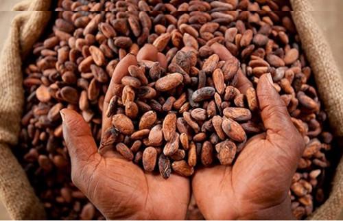 Au Cameroun, la société Cocoa Valley s’engage à acheter la fève labelisée « Golden Cocoa » à 1800 FCFA le Kg