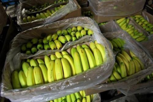 Le Cameroun a exporté 15 605 tonnes de bananes au mois de décembre 2018, en baisse de près de 2000 tonnes par rapport au mois de novembre