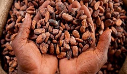 Avec 36,5% de l’enveloppe, le cacao a sauvé les recettes d’exportation du Cameroun après la chute des cours du pétrole en 2016 (Fitch Solutions)