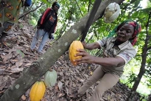 Les producteurs de cacao au Cameroun ont engrangé 250 milliards de FCfa au cours de la campagne 2012-2013