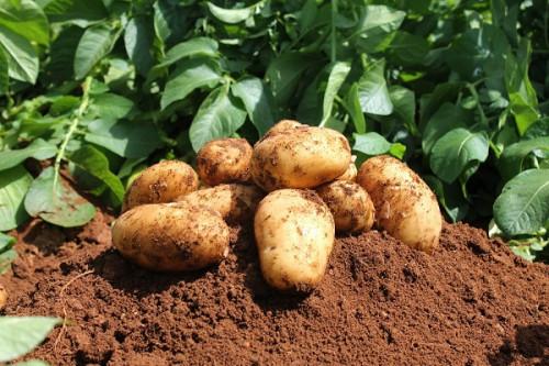 Pomme de terre : le Cameroun expérimente une technique indienne de production de semences améliorées