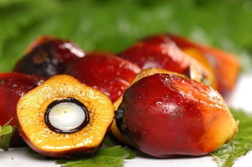 Cameroun : la Socapalm manœuvre auprès du gouvernement pour obtenir une hausse de plus de 30% sur le prix de l’huile de palme
