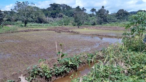Le Cameroun a identifié 77 301 hectares de périmètres hydro-agricoles dans le septentrion du pays, en 2017