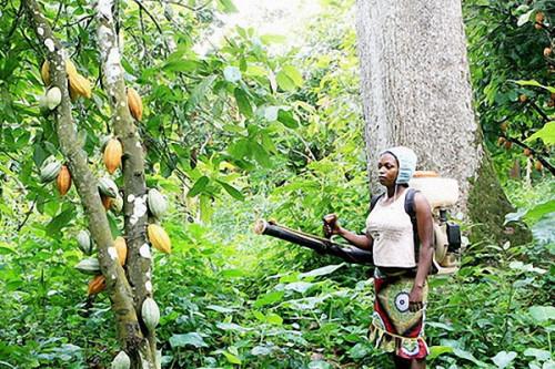 Cacao : des femmes vont développer 74 hectares de plantations dans la région de l’Est du Cameroun