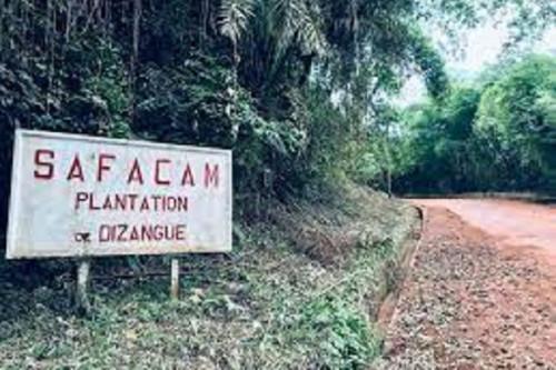 Dividendes : l’agro-industriel Safacam distribue près d’un demi-milliard de FCFA à ses actionnaires cotés à la Bvmac
