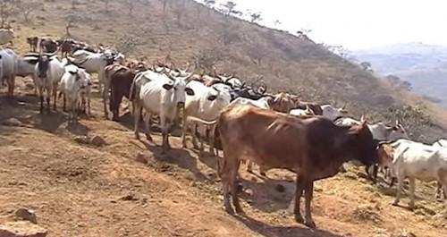 Cameroun : la Banque mondiale approuve un financement de 59,6 milliards de FCfa pour booster le secteur de l’élevage