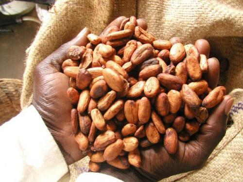Le cacao camerounais entame une belle aventure dans la chocolaterie de Meudon, en France