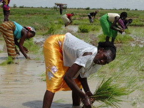 cooperation-agricole-la-coree-du-sud-prevoit-une-intensification-de-son-appui-a-la-filiere-riz-au-cameroun-en-2023