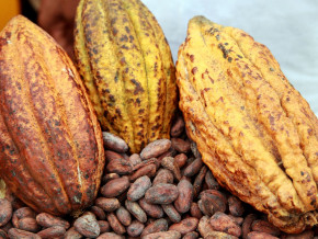cacao-le-prix-maximum-des-feves-baisse-de-25-fcfa-dans-les-bassins-de-production-du-cameroun