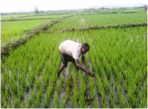 Cameroun : la BID injectera plus de 17 milliards FCfa dans l’agriculture dans la région de l’Ouest
