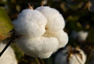 Cameroun : les exportations de coton vers la Chine chutent de 26% en janvier et février 2014