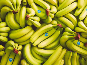 banane-les-exportations-du-cameroun-augmentent-de-8-en-2022-pour-se-situer-a-216-103-tonnes