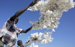 Coton : les exportations camerounaises vers la Chine ont baissé de 7,3% en 2013