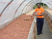 cacao-durable-l-ue-le-cameroun-et-les-autres-pays-producteurs-en-croisade-contre-le-travail-des-enfants