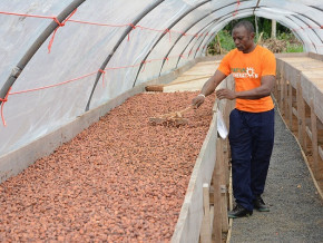 Cacao rouge du Cameroun : l’OAPI attend une analyse sur le seuil de coloration avant de procéder à la labélisation