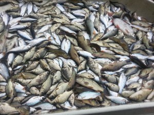 En 2015, un projet piscicole fournira 25 tonnes supplémentaires de poissons à Lagdo, dans la région du Nord-Cameroun