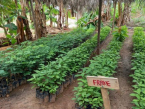 cacao-nhpc-la-societe-de-projet-du-barrage-de-nachtigal-420-mw-distribue-76-000-plants-aux-populations-riveraines