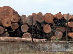 exploitation-forestiere-hausse-annoncee-de-la-production-du-bois-au-cameroun-au-premier-trimestre-2022