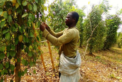 Le Cameroun réduit de 92% la redevance domaniale des entreprises agricoles