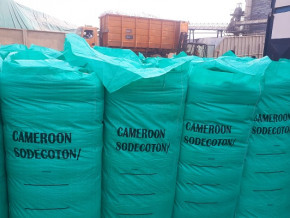coton-la-production-du-cameroun-annoncee-a-la-baisse-au-3e-trimestre-2022-en-raison-de-la-fin-de-campagne