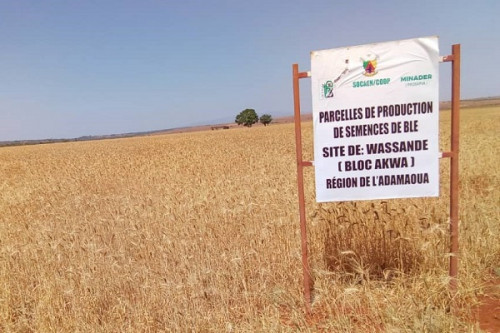 Blé : une première récolte attendue à Wassande dans le cadre de la relance de la production au Cameroun