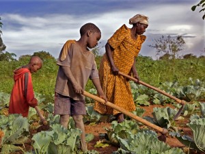 Le gouvernement camerounais annonce des investissements de 38 milliards de FCfa pour booster l’agriculture