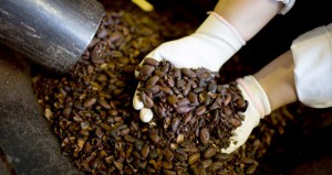 Atlantic Group veut construire une unité de transformation de fèves de cacao au Cameroun