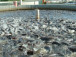 filiere-halieutique-embellie-annoncee-dans-la-production-des-poissons-au-cameroun-a-fin-mars-2023