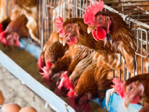 Aviculture : déjà évoquée il y a 10 ans, la transformation à nouveau au cœur du Salon avicole international de Yaoundé