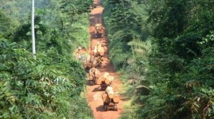 Le Cameroun table sur un accroissement de la redevance forestière de près de 50% en 2014