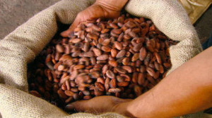 Cameroun : Telcar Cocoa, négociant de l’Américain Cargill, distribue à nouveau 2,2 milliards FCFA de primes aux producteurs de cacao certifiés
