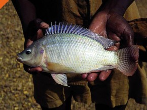 Vulgarisation de l’élevage en cage du Tilapia pour réduire les importations de poissons au Cameroun