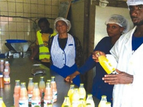 agro-industrie-le-cameroun-veut-former-plus-de-500-jeunes-agripreneurs-avec-l-appui-de-la-bad