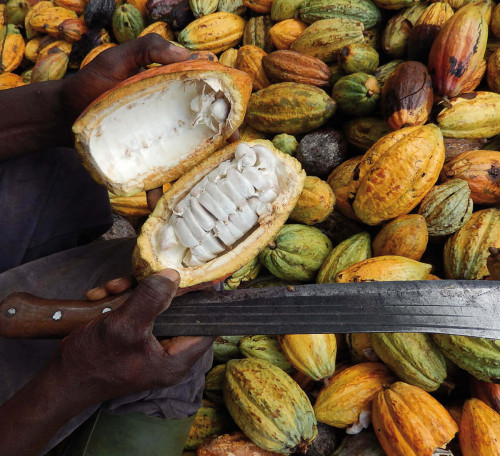 Cacao : le prix minimum aux producteurs bondit de 75 FCFA le Kg, dopé par la fin des pluies et les ventes de fin d’année