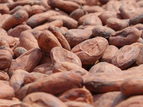 cacao-2e-hausse-des-prix-aux-producteurs-en-une-semaine-au-cameroun-a-1650-fcfa-le-kilogramme