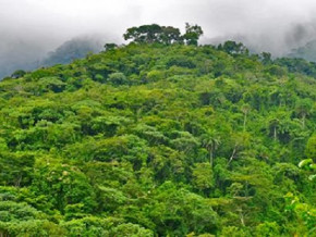 le-cameroun-a-traite-des-dossiers-sur-plus-de-65-000-hectares-de-terres-sollicites-en-concessions-foncieres-en-2022