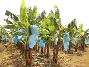 banane-une-baisse-de-la-production-projetee-au-cameroun-au-1er-trimestre-2023