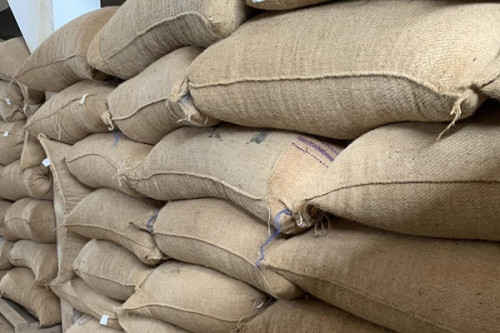 Cacao : le prix aux producteurs bat un nouveau record au Cameroun à plus de 3 000 FCFA le kg, grâce aux ventes groupées