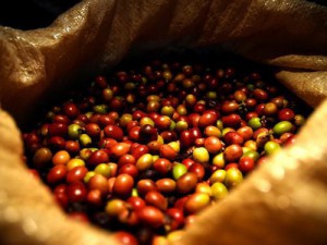 Le Cameroun veut produire 40 000 tonnes de café au terme de la campagne 2014/2015