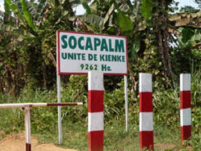 socapalm-socfin-condamne-a-verser-92-millions-de-fcfa-a-des-camerounais-opposes-a-bollore
