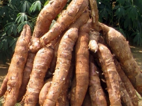 manioc-plus-d-un-demi-milliard-d-equipements-de-transformation-offerts-aux-producteurs-du-sud-ouest