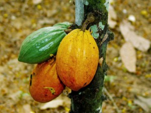La cacaocultrice à l’honneur au festival international du cacao camerounais qui s’ouvre le 3 décembre