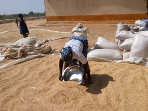 riz-le-koweit-s-engage-a-mettre-13-milliards-de-fcfa-pour-developper-la-filiere-dans-l-extreme-nord-du-cameroun