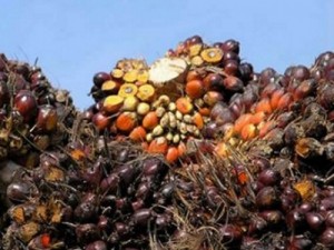 La Société camerounaise de palmeraies annonce des bénéfices en hausse de près de 50% en 2013