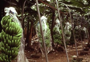 Cameroun : PHP veut créer 800 hectares de bananeraies à Dehane, dans le Sud du pays