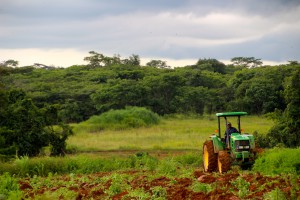 Le Cameroun mobilise plus de 1300 milliards FCfa pour développer son agriculture